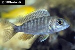 aulonocara maylandi