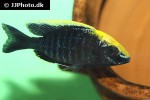 aulonocara maylandi