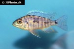 aulonocara nyassae