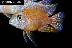 aulonocara species dragon blood