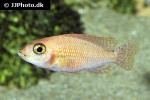 aulonocara species fire fish