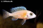 aulonocara species fire fish