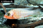aulonocara species fire fish