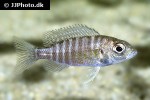aulonocara species lupingo blue face