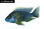 aulonocara species lwanda