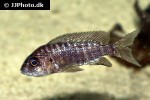 aulonocara species lwanda