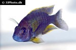 aulonocara species lwanda