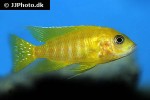 aulonocara species maleri