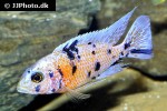 aulonocara species orange blotched