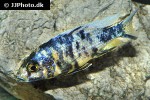 aulonocara species orange blotched