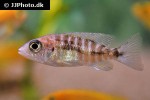 aulonocara species ruby red