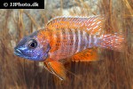aulonocara species ruby red