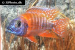 aulonocara species ruby red