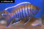 aulonocara species walteri