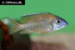 aulonocara stuartgranti