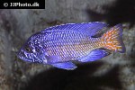 aulonocara stuartgranti