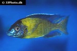 aulonocara stuartgranti