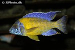 aulonocara stuartgranti