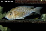 aulonocara stuartgranti