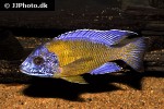 aulonocara stuartgranti