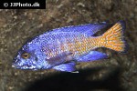 aulonocara stuartgranti