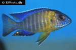 aulonocara stuartgranti