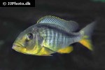 buccochromis rhoadesii