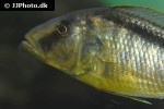 buccochromis rhoadesii