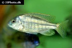 buccochromis rhoadesii
