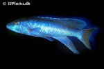 champsochromis caeruleus