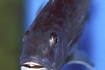 champsochromis caeruleus