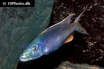 champsochromis caeruleus