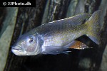 champsochromis caeruleus