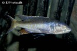 champsochromis caeruleus