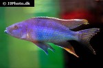 champsochromis spilorhynchus