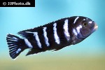 chindongo demasoni