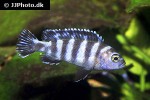 chindongo demasoni