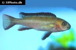 chindongo elongatus