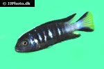 chindongo elongatus