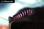 chindongo elongatus