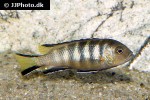 chindongo elongatus