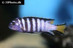 chindongo elongatus