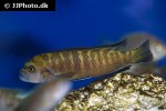chindongo flavus