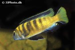 chindongo flavus