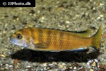 chindongo flavus