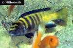 chindongo flavus