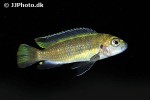 chindongo flavus