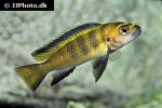 chindongo flavus