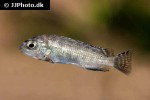 chindongo heteropictus