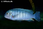 chindongo heteropictus chindongo heteropictus